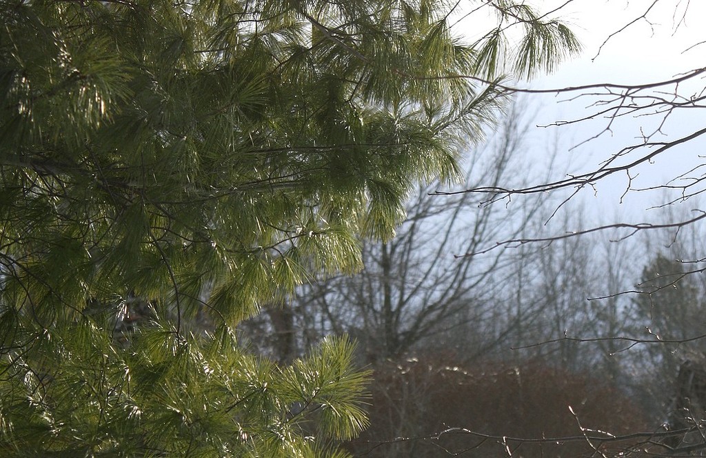 Cold Fluffy Tree in Sunlight by kerosene
