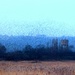 Starlings looking towards Meare by julienne1