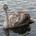  Juvenile Swan by susiemc