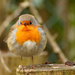 Robin in the Zoo by leonbuys83