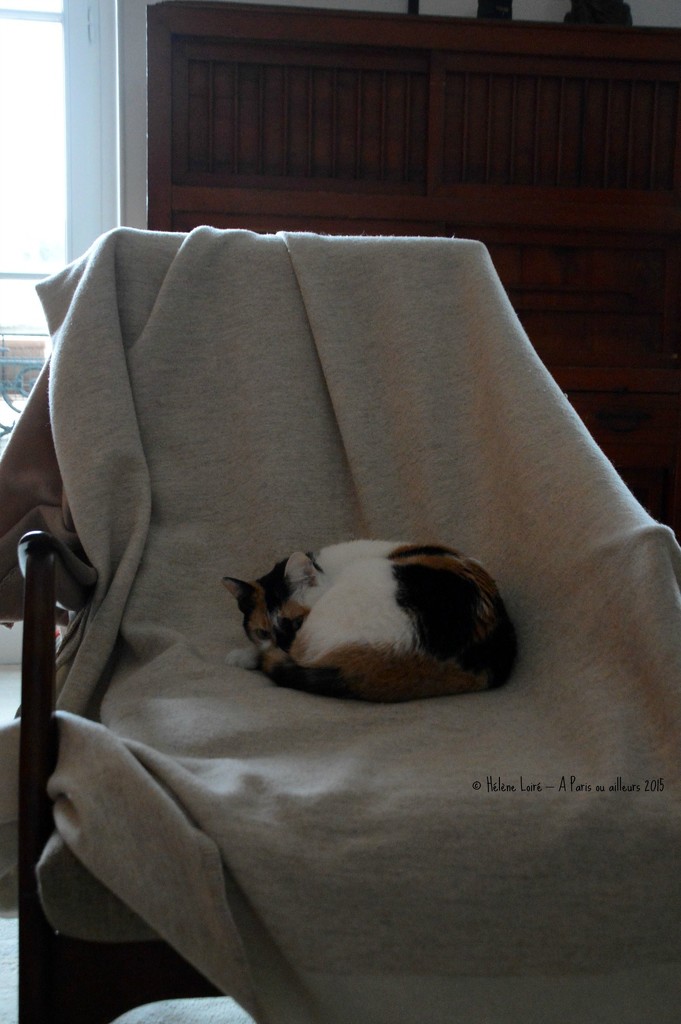small cats like big chairs by parisouailleurs