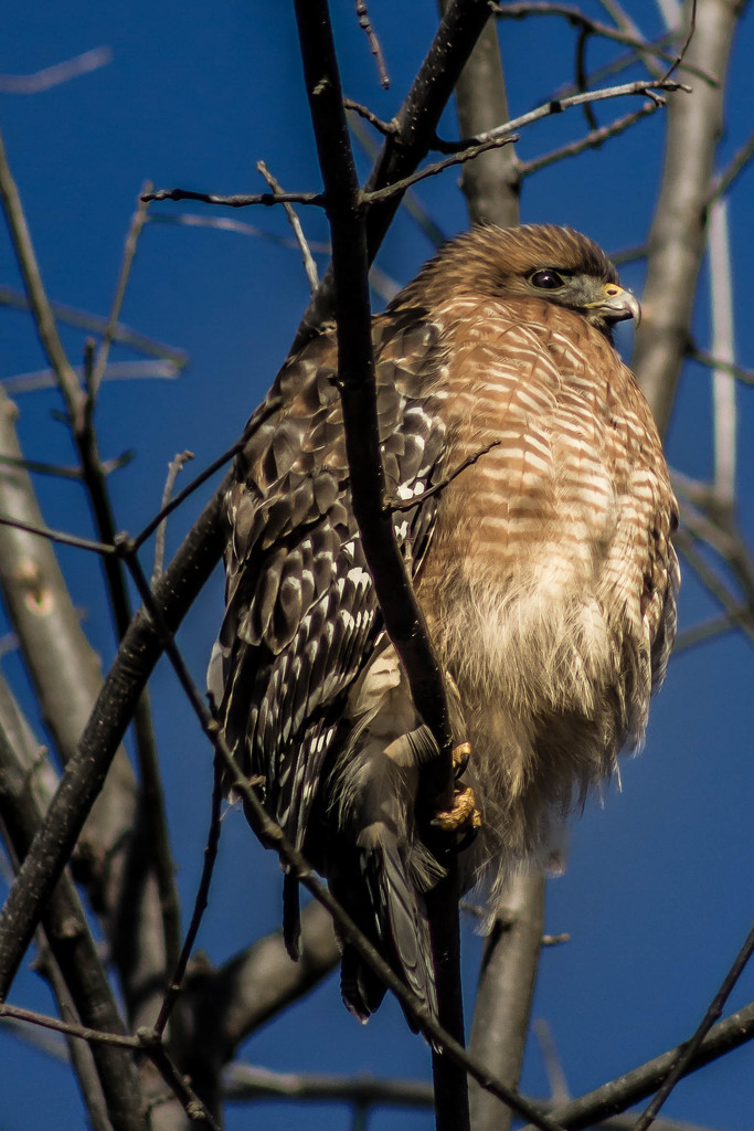 Red-shouldered Hawk (reloaded--my apologies to anyone who commented) by darylo