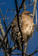 8th Jan 2015 - Red-shouldered Hawk (reloaded--my apologies to anyone who commented)