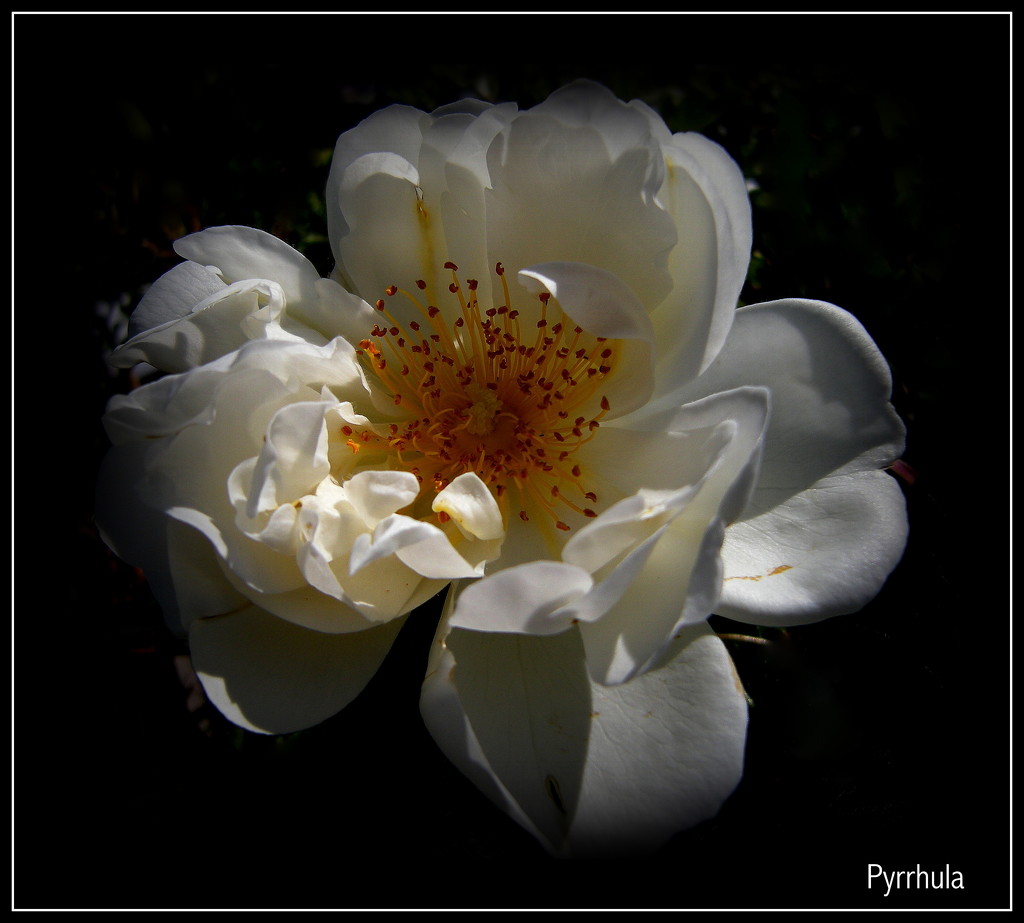 Roses  by pyrrhula