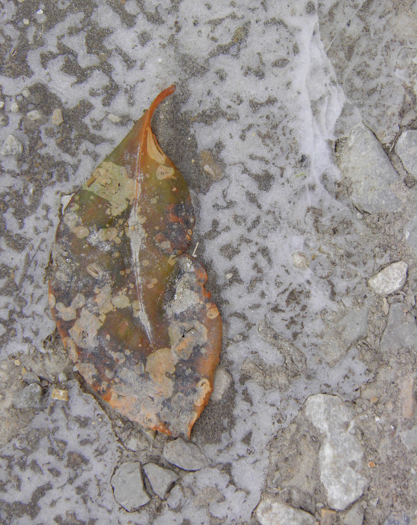 Leaf Upside Down by daisymiller