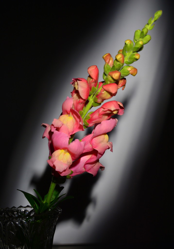 Snapdragons in January by jayberg