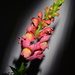Snapdragons in January by jayberg