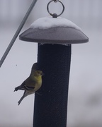 8th Jan 2015 - finches