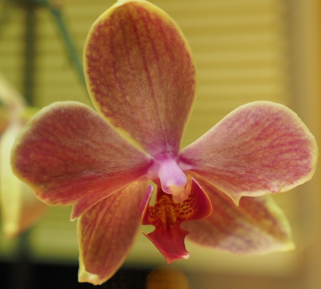 Orchid by selkie