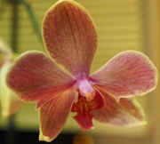 8th Jan 2015 - Orchid