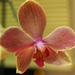 Orchid by selkie