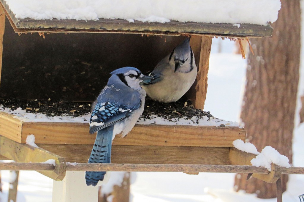 Bluejays by maggie2