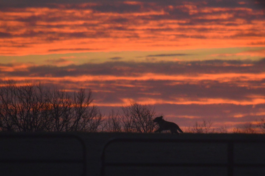 Prancing Dog at Sunrise by kareenking