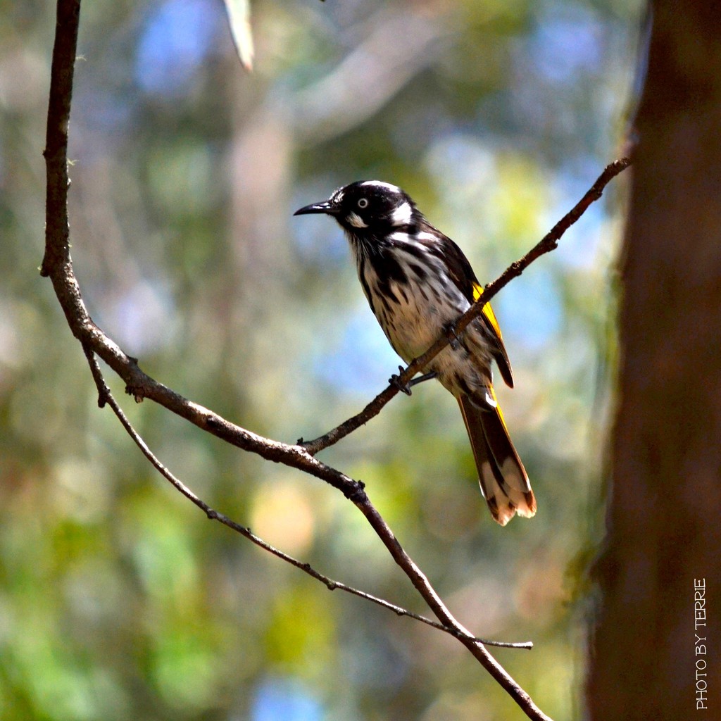 New Holland Honeyeater by teodw
