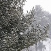 Wintergreen by digitalrn