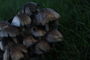 3rd Jan 2015 - Mushrooms