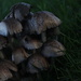 Mushrooms by kerristephens