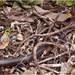 Red belly black snake by kerenmcsweeney