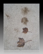 29th Oct 2010 - Les feuilles mortes