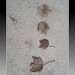 Les feuilles mortes by allie912