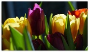 9th Jan 2015 - tulips in sunlight