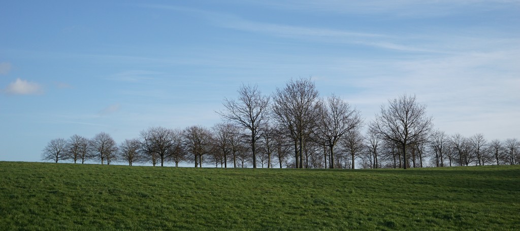 'sentinel' trees in the park by quietpurplehaze