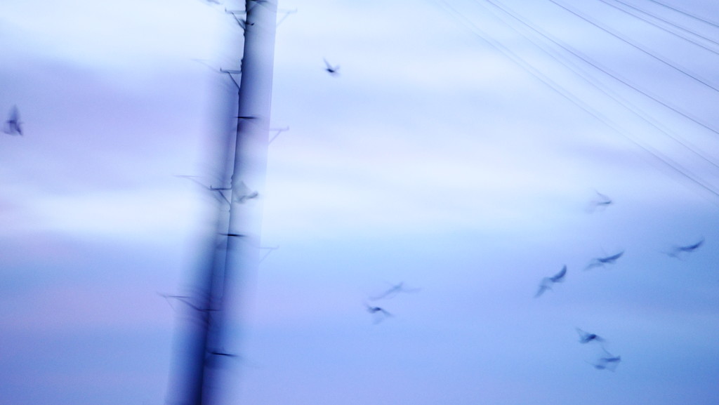 Blurred Birds by newbank