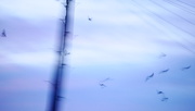 9th Jan 2015 - Blurred Birds