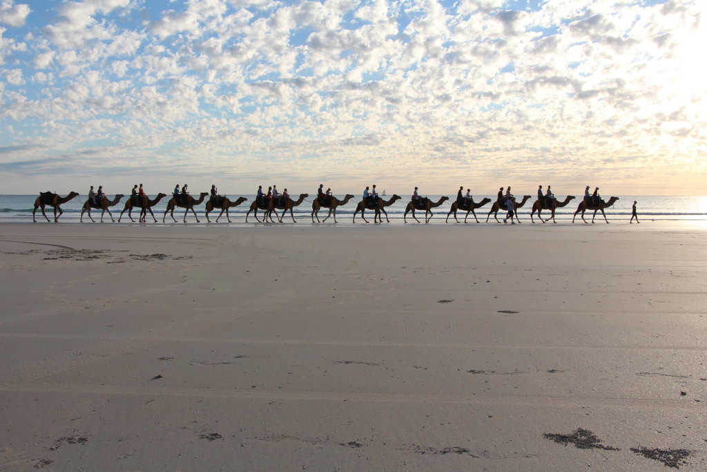 Day 2 - Cable Beach Camel Train by terryliv