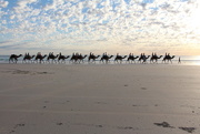 9th Jan 2015 - Day 2 - Cable Beach Camel Train