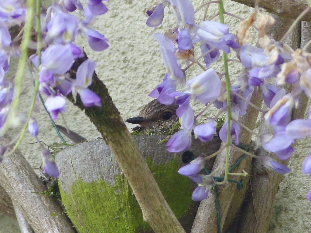  Spotted Flycatcher on Nest by susiemc