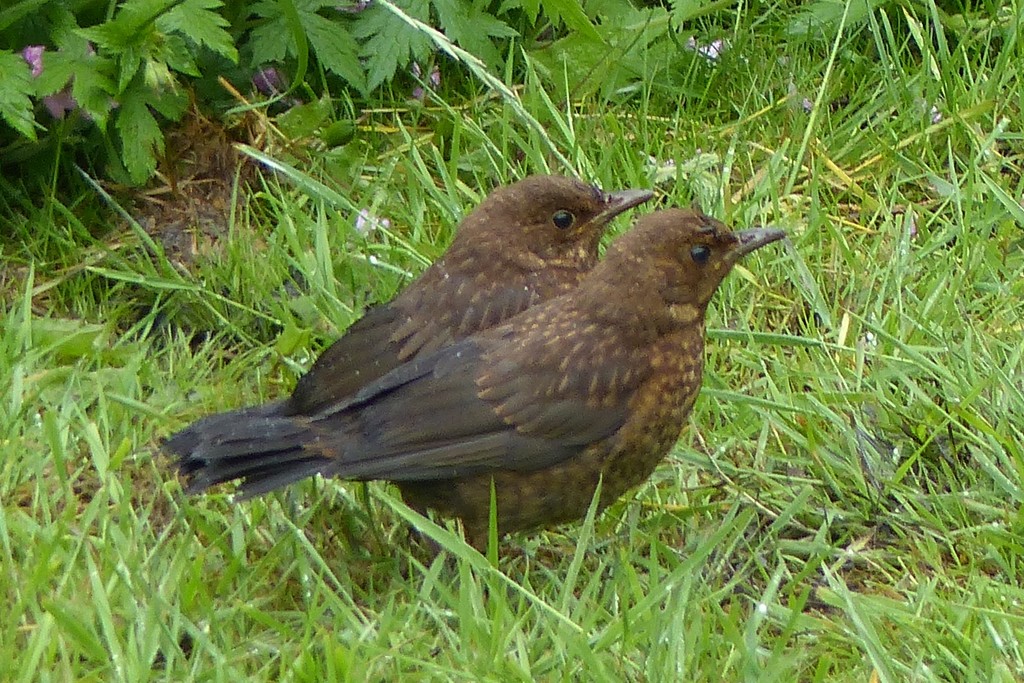  Young Blackbirds  by susiemc