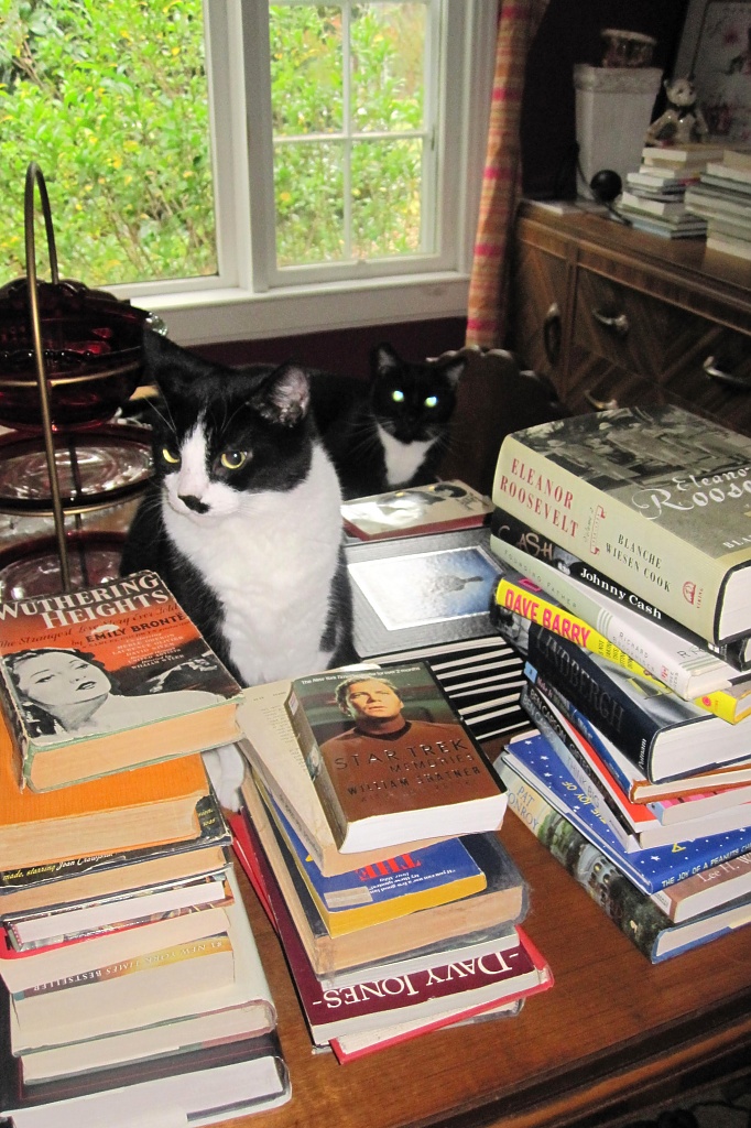 Oct 27. Well-read cats by margonaut
