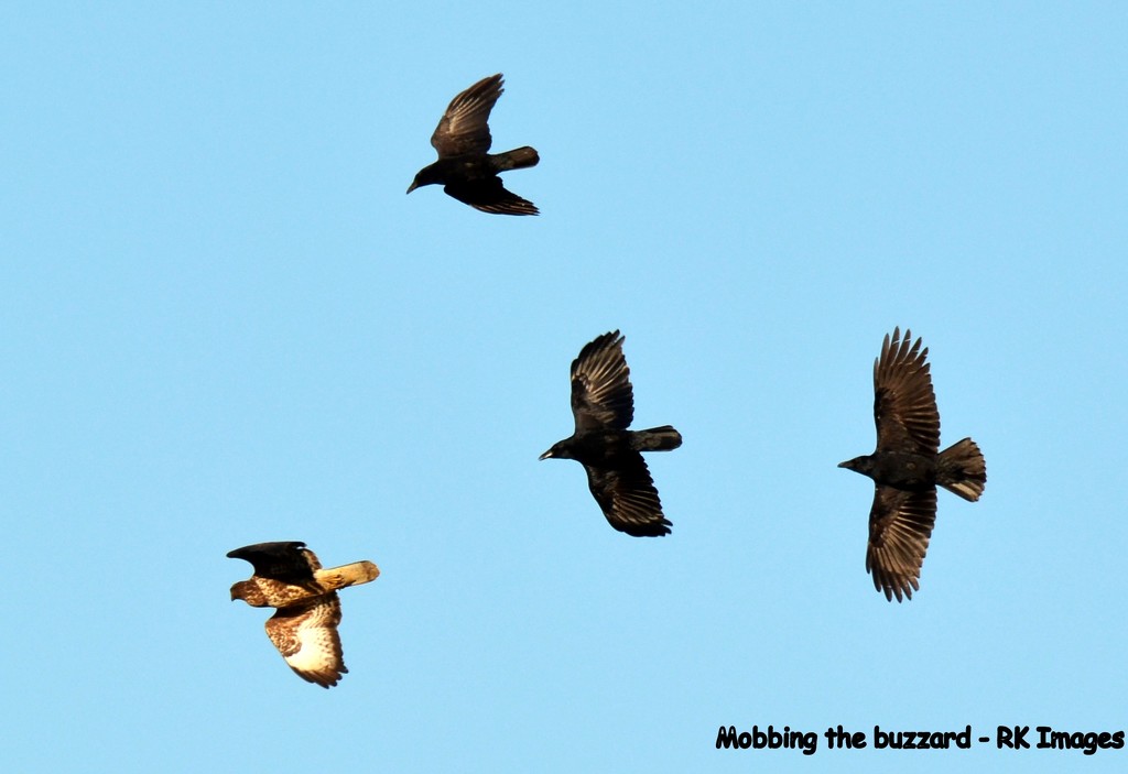 Mobbing the buzzard  by rosiekind