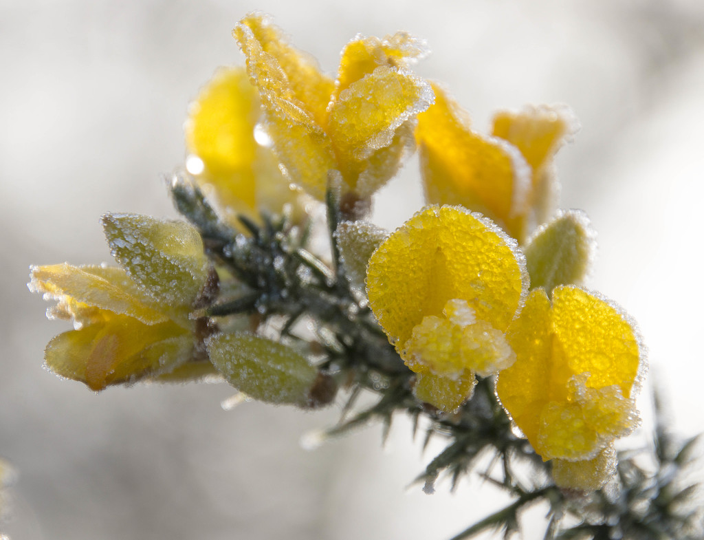 Winter Blooms in the Frost by shepherdmanswife