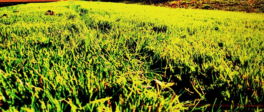 Tomorrow the Green Grass by jrambo001