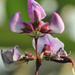“Hyacinth bean” by rhoing