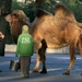 Camel Master & Apprentice by bizziebeeme