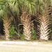 We Three Palms. by kathyrose