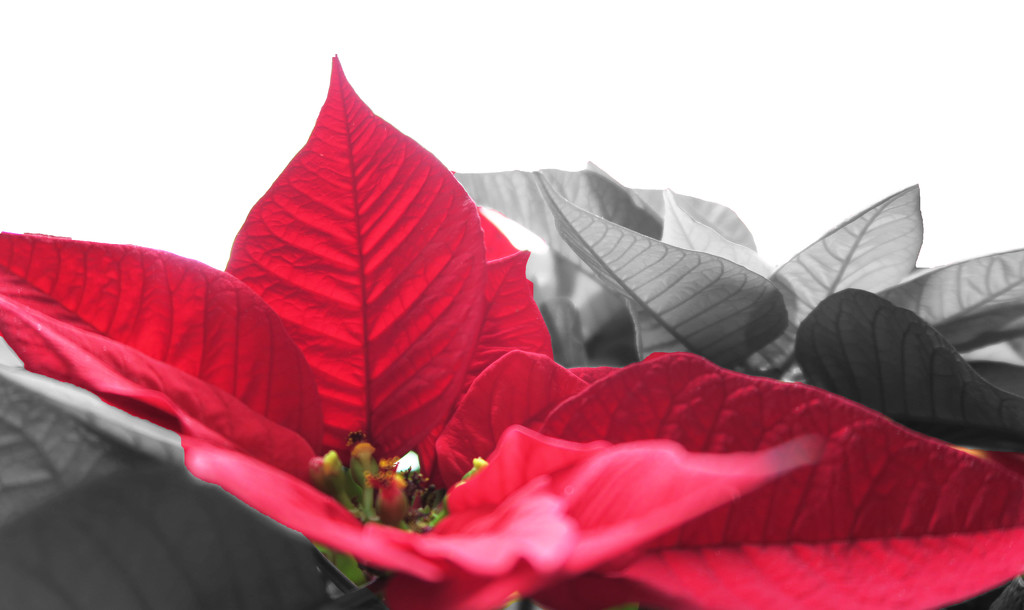 Poinsettia by april16