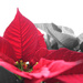 Poinsettia by april16