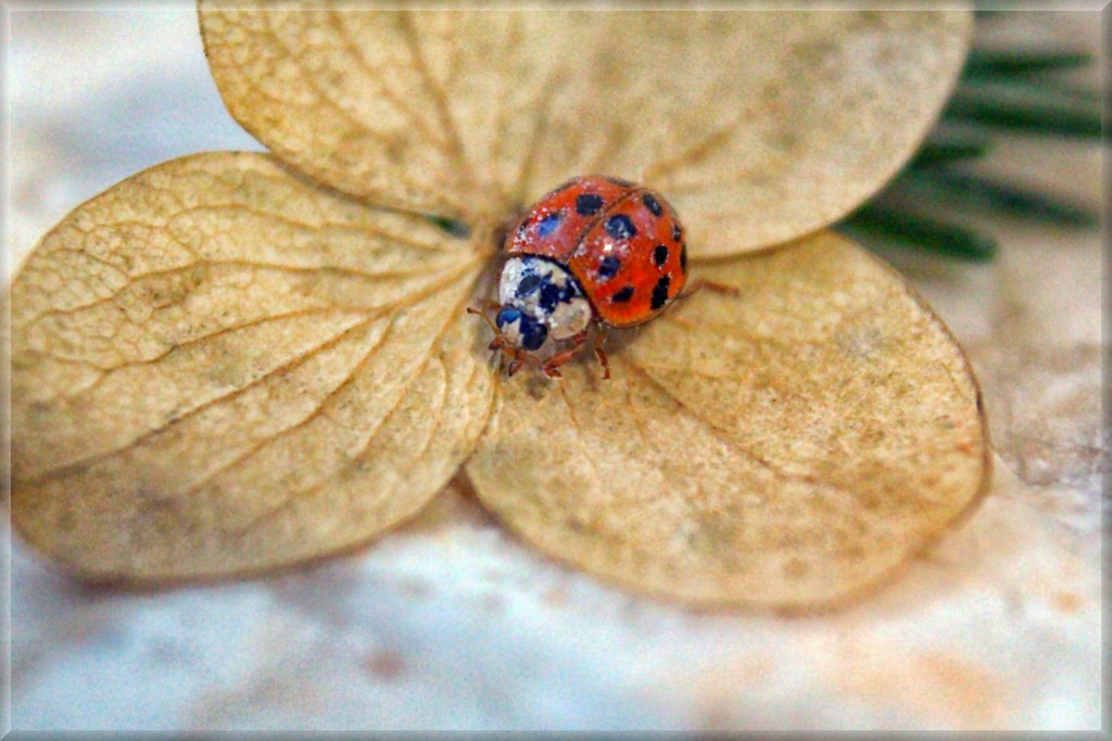 Windowsill Ladybug by paintdipper