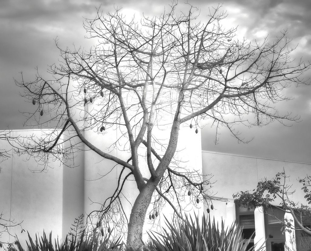 Odd Tree  by joysfocus