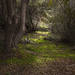 Forest Path  by joysfocus