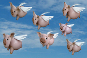 10th Jan 2015 - Flying Pigs