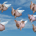 Flying Pigs by onewing