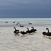 Black Swans by leestevo