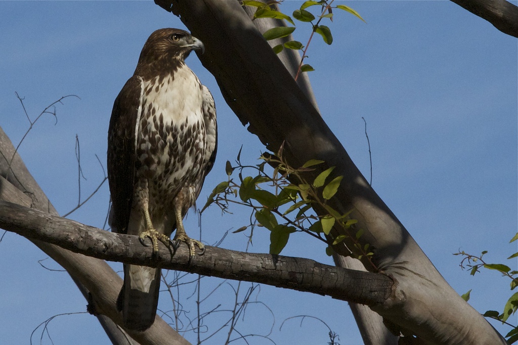 Not Red-tailed Red-tailed Hawk by robv