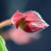 Flower Bud by nickspicsnz