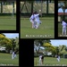 Cricket oops by dide